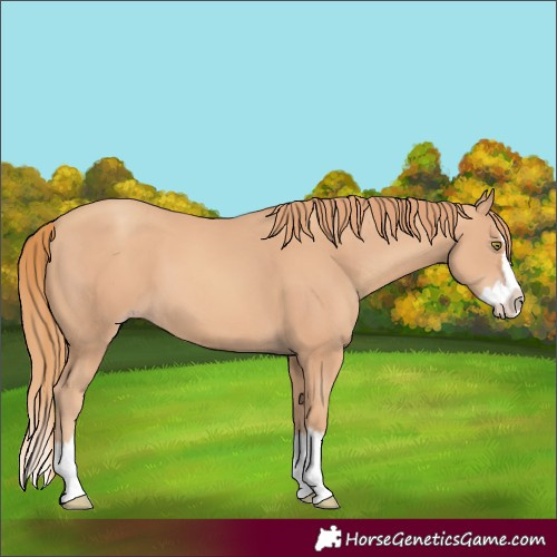 Horse Color:Gold Champagne Splash 