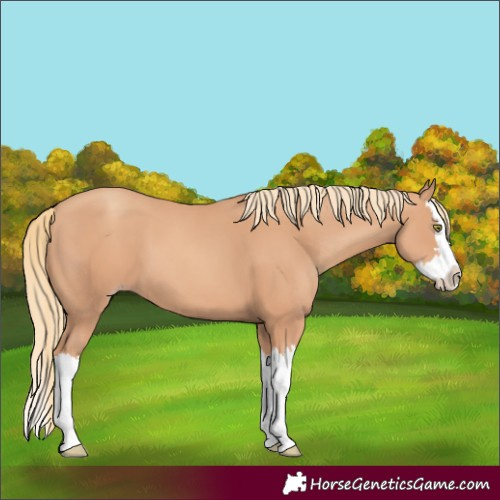 Horse Color:Gold Champagne Splash 