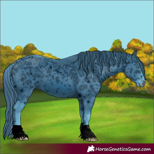 Horse Color:Unknown 