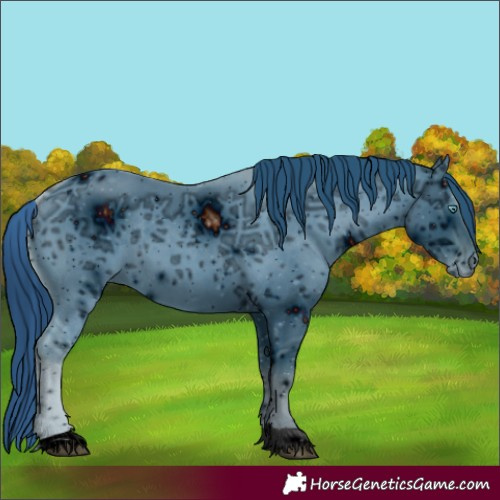 Horse Color:Unknown 