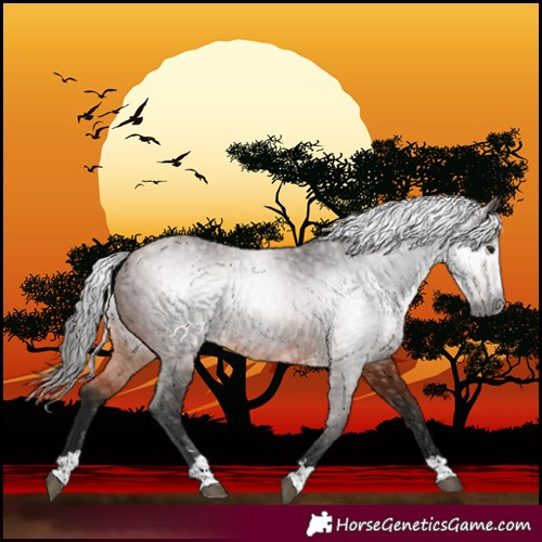 Horse Color:Gray Bay 
