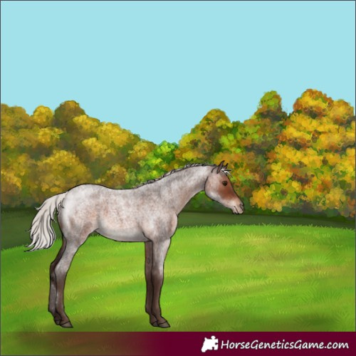 Horse Color:Silver Brown Roan 