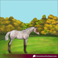 Horse Color:Silver Brown Roan 