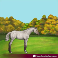 Horse Color:Silver Grullo Roan 