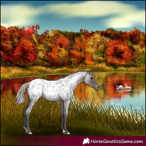 Horse Color:Silver Blue Roan Appaloosa 