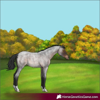 Horse Color:Brown Roan 