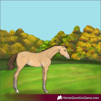 Horse Color:Amber Cream Champagne 