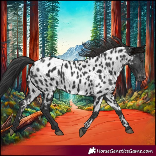 Horse Color:Black Near Leopard 