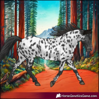 Horse Color:Black Near Leopard 