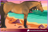 Horse Color:Buckskin 