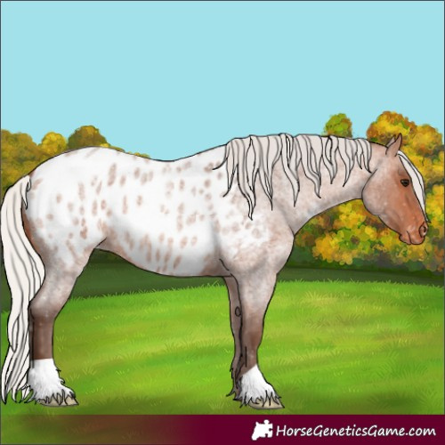 Horse Color:Unknown 