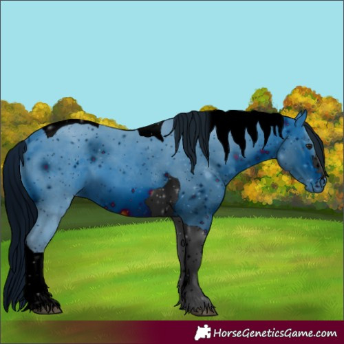 Horse Color:Unknown 