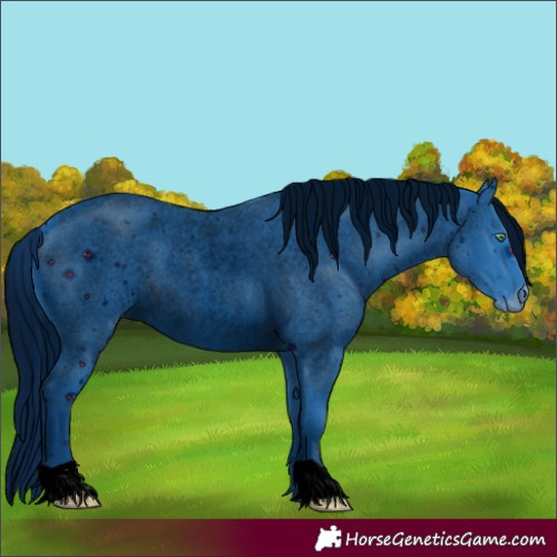 Horse Color:Unknown 