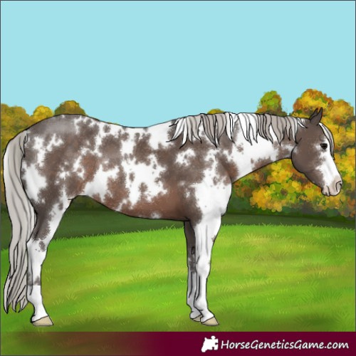 Horse Color:White Spotted Silver Black 