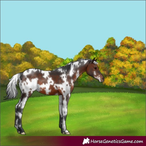 Horse Color:White Spotted Brown 