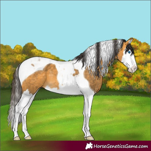 Horse Color:Buckskin Splash Tobiano 