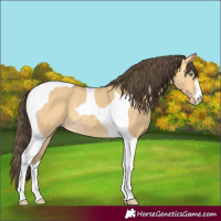 Horse Color:Amber Cream Champagne Dun Tobiano 