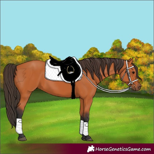Horse Color:Unknown 