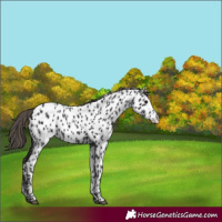 Horse Color:Smoky Black Appaloosa 