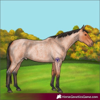 Horse Color:Bay Roan 