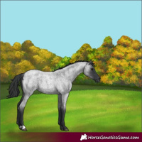 Horse Color:Blue Roan 