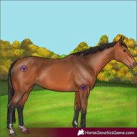 Horse Color:Bay 