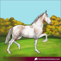 Horse Color:Gray Gold Champagne Splash Tobiano 