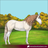 Horse Color:Amber Champagne Pearl Dun Splash