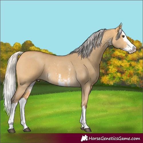 Horse Color:Silver Buckskin Dun Sabino Splash 