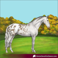 Horse Color:Silver Smoky Grullo Sabino Appaloosa 