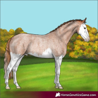 Horse Color:Red Roan Splash Rabicano 