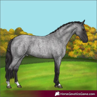 Horse Color:Smoky Blue Roan 