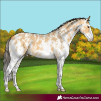 Horse Color:Buckskin Dun Sabino
