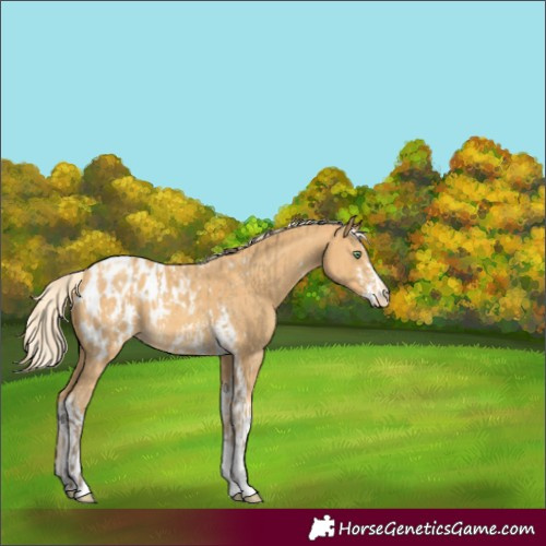 Horse Color:Amber Cream Champagne Sabino Tobiano Appaloosa  and Gold Cream Champagne Sabino Tobiano Appaloosa 