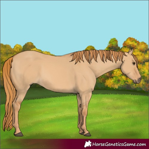Horse Color:Red Dun 