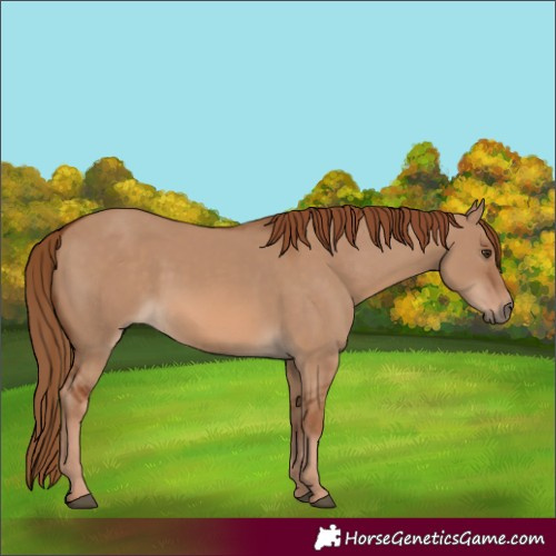 Horse Color:Red Dun 