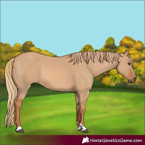 Horse Color:Red Dun 