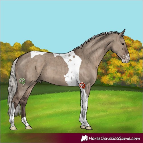 Horse Color:Silver Grullo Sabino Tobiano Brindle 