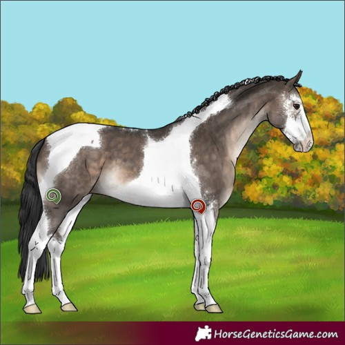 Horse Color:Brown Dun Sabino Tobiano Brindle 