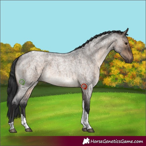 Horse Color:Brown Roan Dun Tobiano 