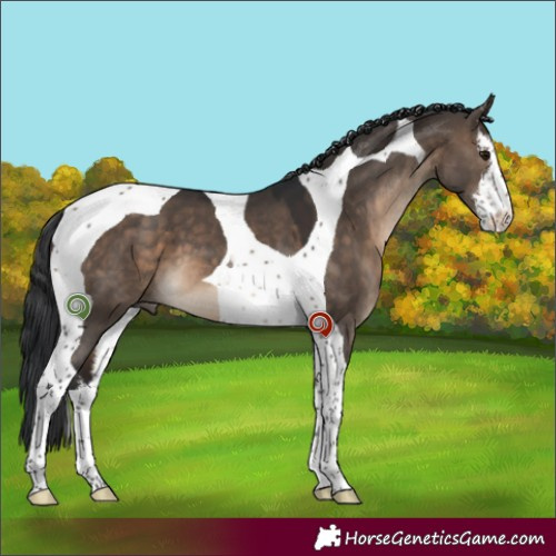 Horse Color:White Spotted Brown Dun Tobiano 