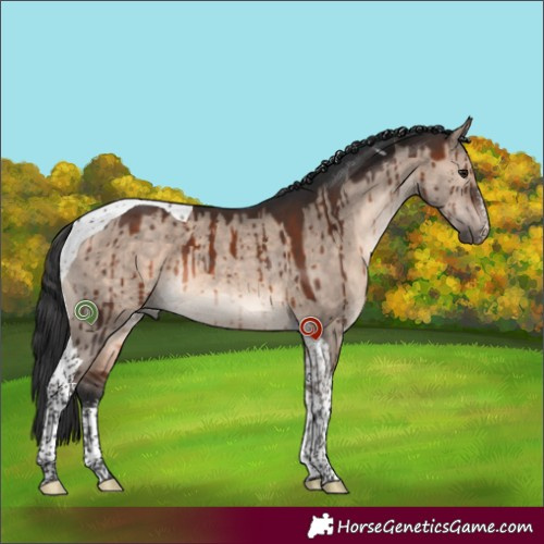 Horse Color:White Spotted Brown Dun Mushroom Tobiano Brindle 