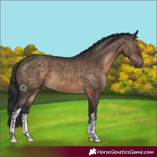 Horse Color:White Spotted Brown Dun Brindle 
