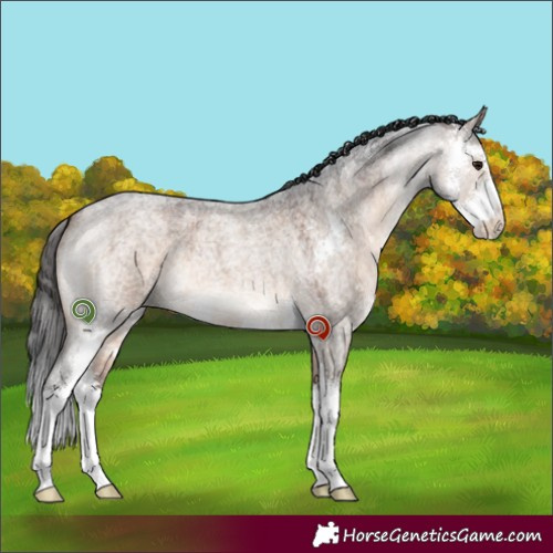 Horse Color:Brown Roan Dun Sabino 
