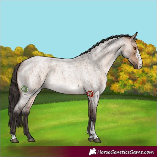 Horse Color:Bay Roan Dun Sabino 