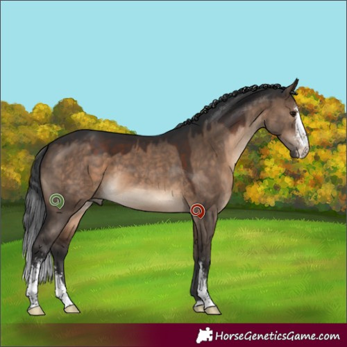 Horse Color:Brown Dun Sabino 