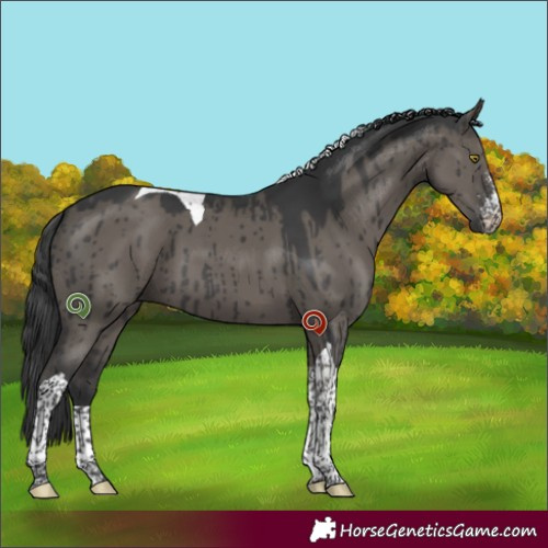 Horse Color:Grullo Sabino Tobiano Brindle 