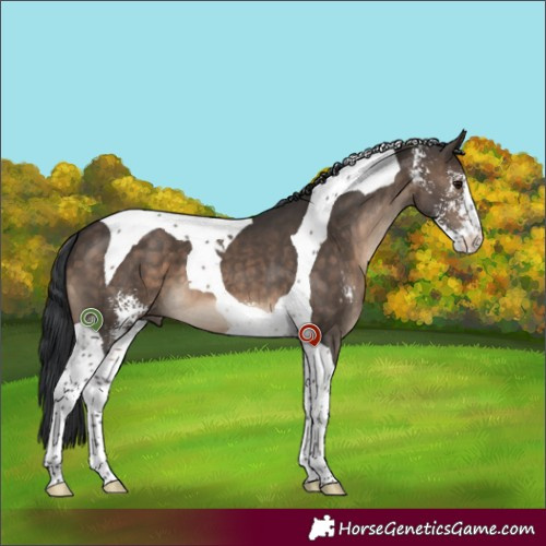 Horse Color:Brown Dun Sabino Tobiano 