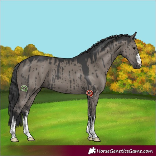 Horse Color:White Spotted Grullo Brindle 