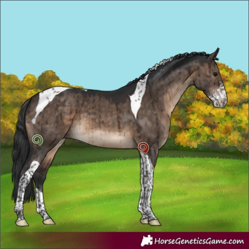 Horse Color:Brown Dun Sabino Tobiano Brindle 